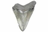Juvenile Megalodon Tooth - South Carolina #370172-1